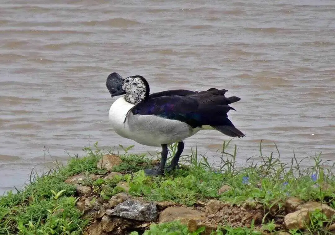 Knob-billed Duck